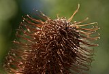 Vertrocknete Banksia