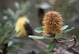 Banksia