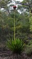 Gymea Lily