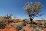 Vegetation