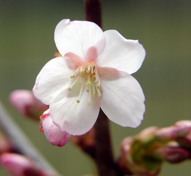 Zierkirschenblüte