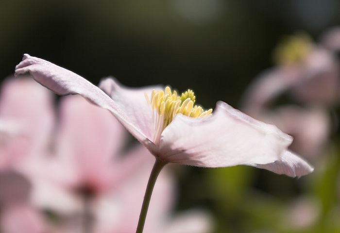 Clematis