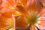 Clivienblüte (Clivia)