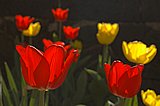 Tulpen