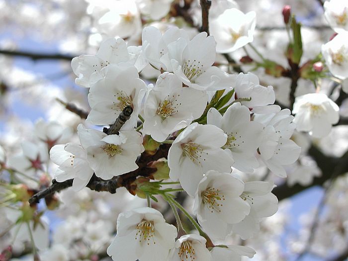 Zierkirschenblüten