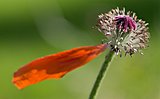 Mohn