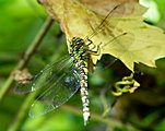 Herbst-Mosaikjungfer