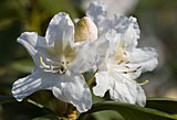 Rhododendronblüte