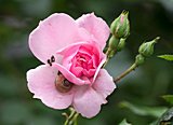 Rosa Polyantha-Rose