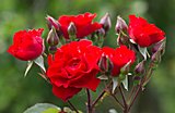 Rote Polyantha-Rose