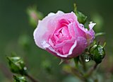 Rosa Polyantha-Rose