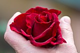 Rote Rose