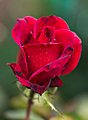 Rote Rose