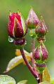 Rote Polyantha-Rose