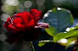 Rote Rose