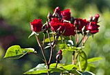 Rote Polyantha-Rose
