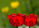 Tulpen