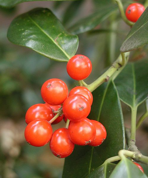 Rote Beeren