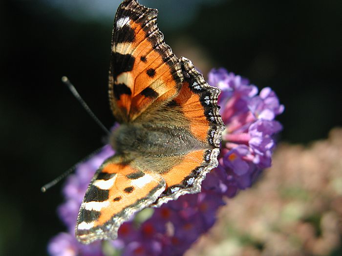 Schmetterling