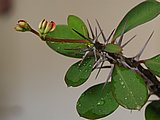 Ast eines Christusdorns (Euphorbia milii)