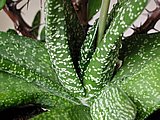 Eine Gasteria verrucosa