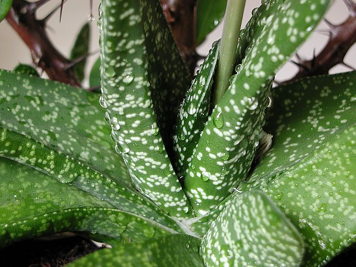 Gasteria