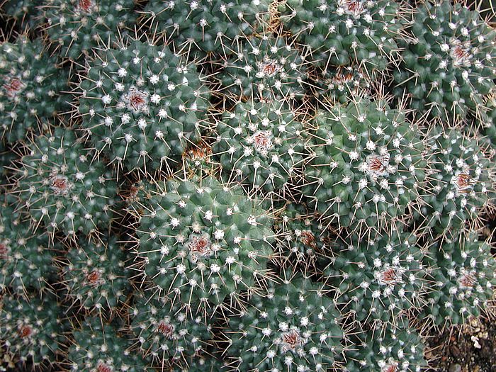 Mammilaria