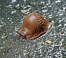 Schnecke